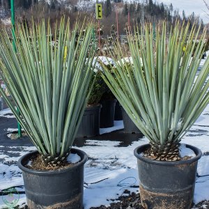 Yucca Rigida – výška 60-90cm (-18°C) 